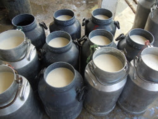 dairy